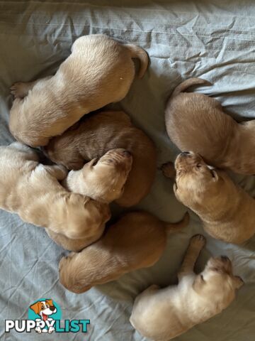 Labrador pup