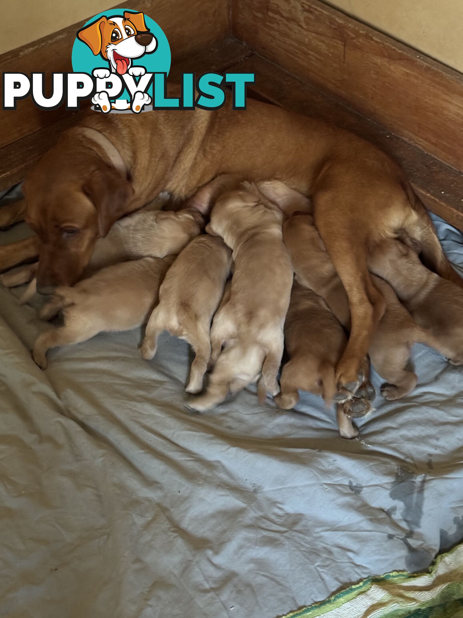 Labrador pup