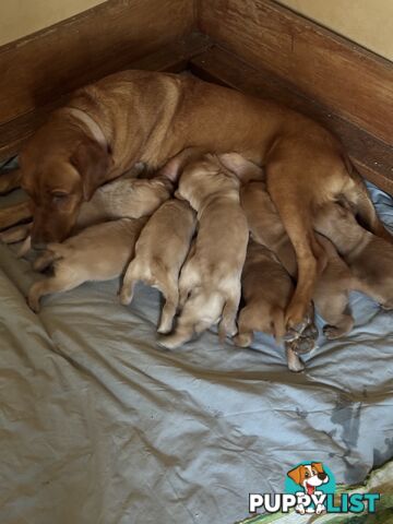 Labrador pup