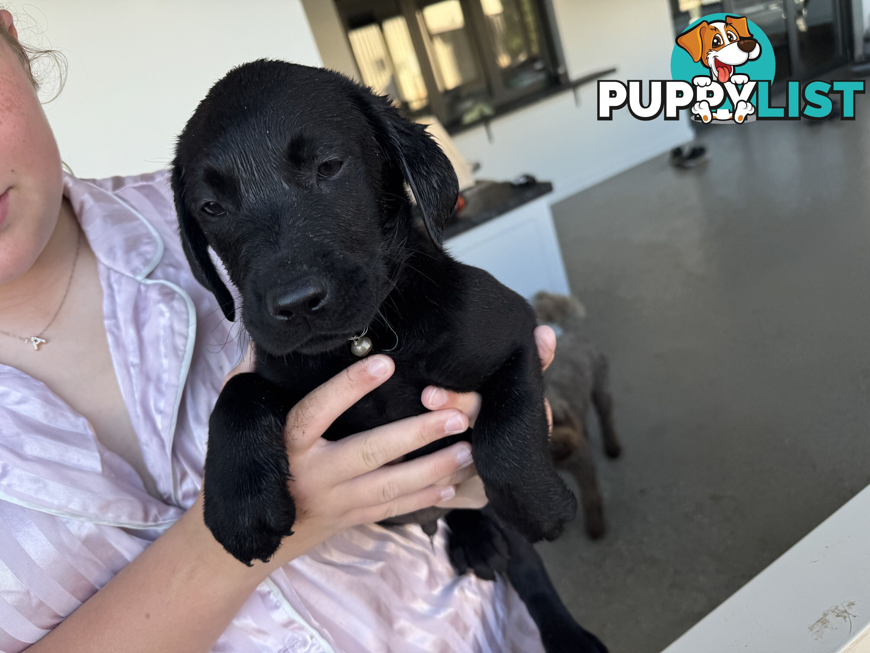 Labrador Puppies