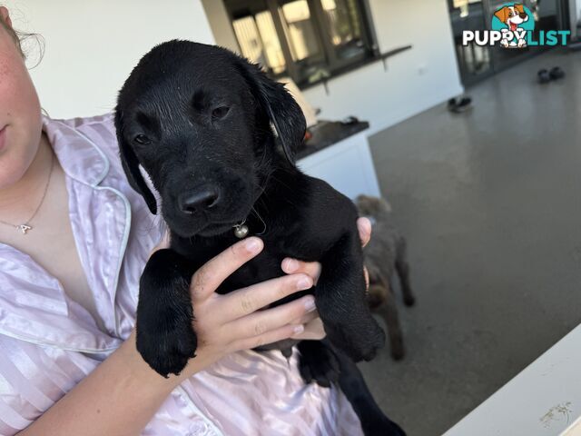 Labrador Puppies