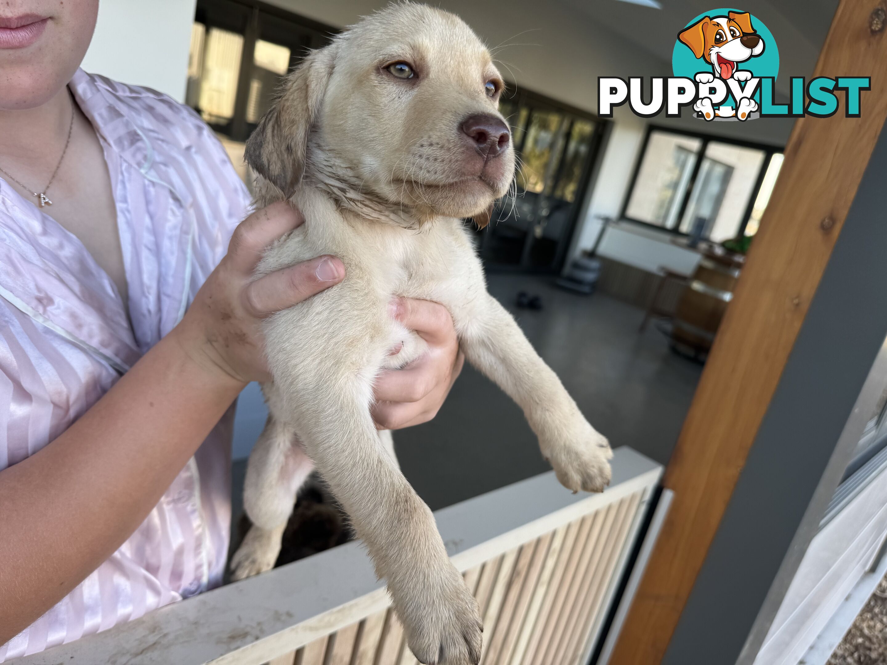 Labrador Puppies