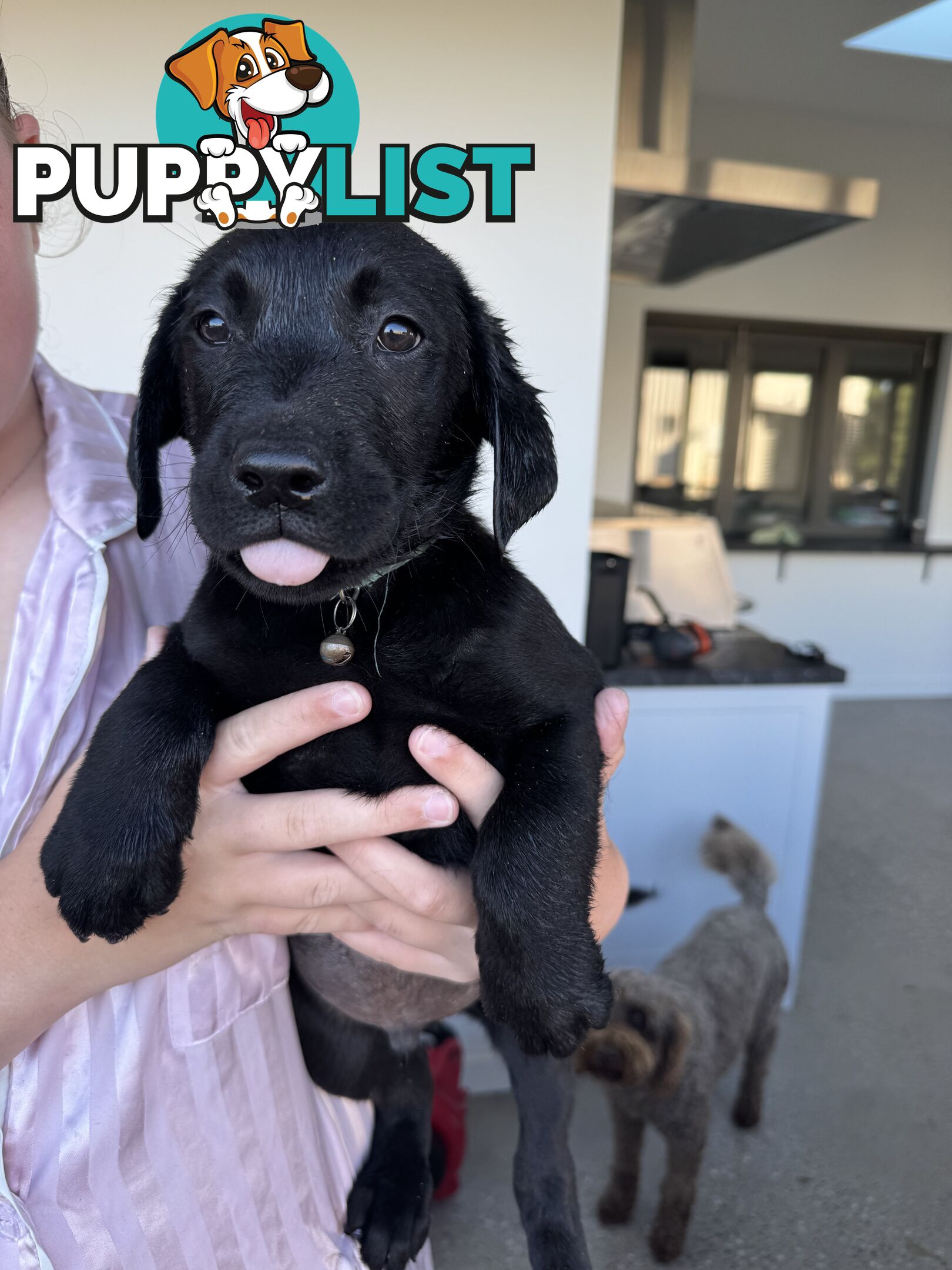 Labrador Puppies