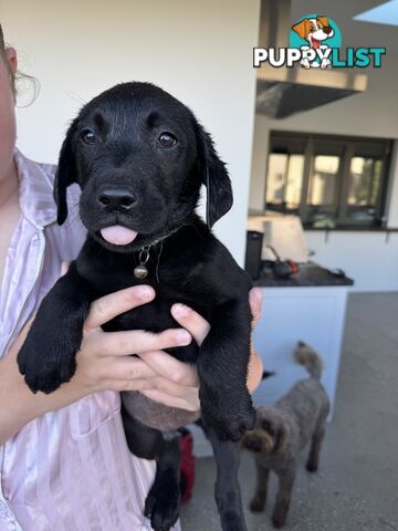 Labrador Puppies