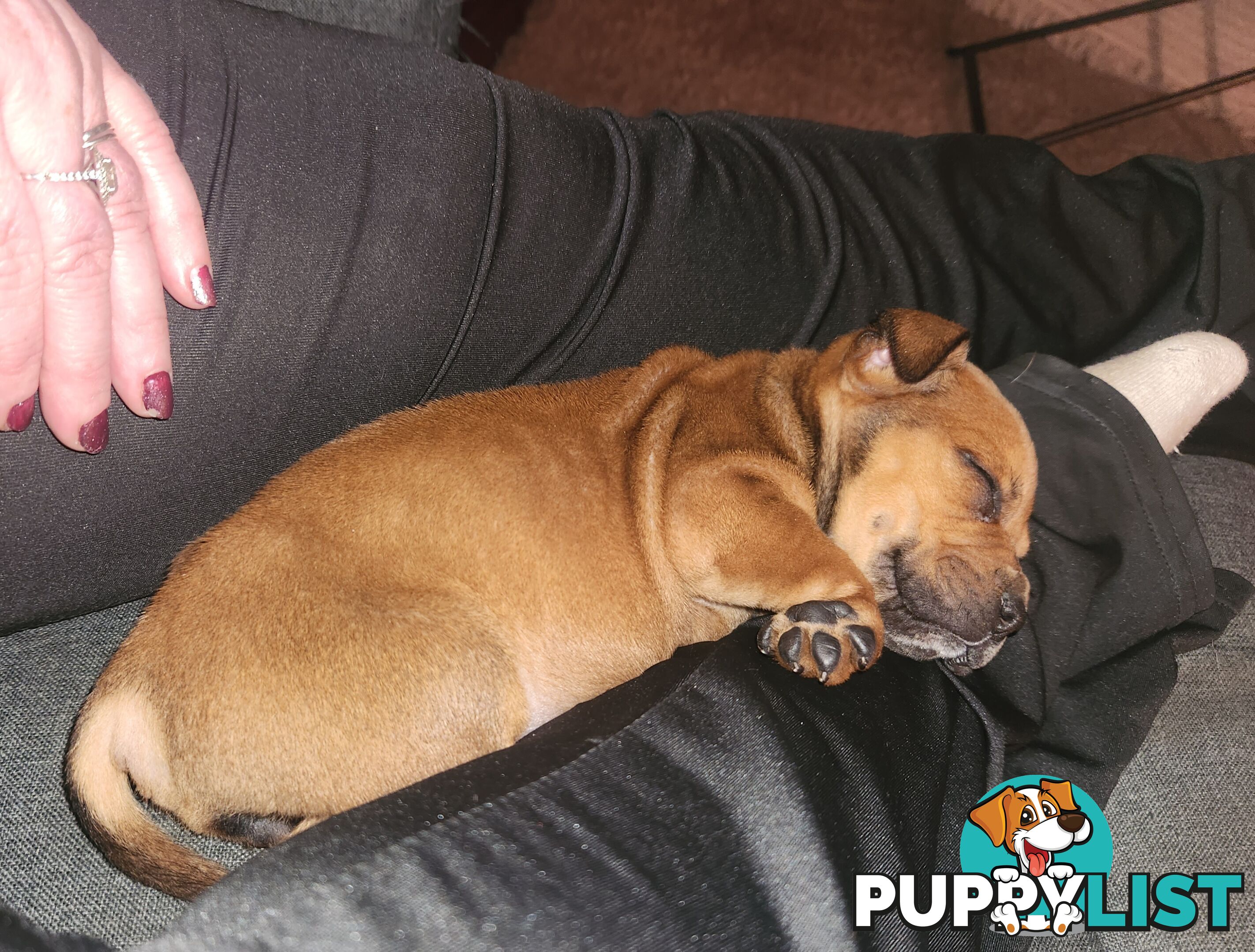 American staffy