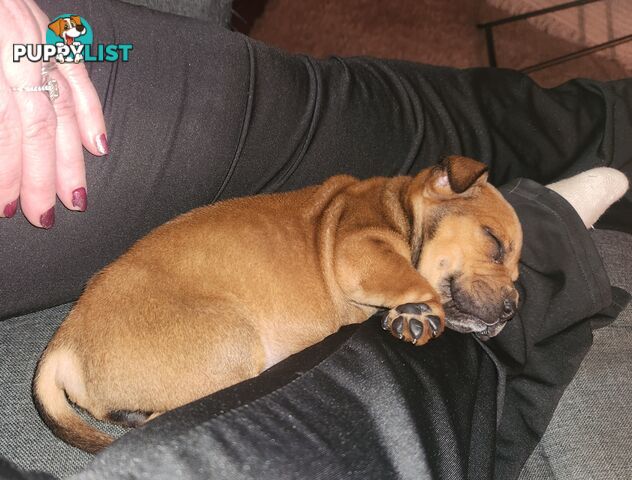 American staffy