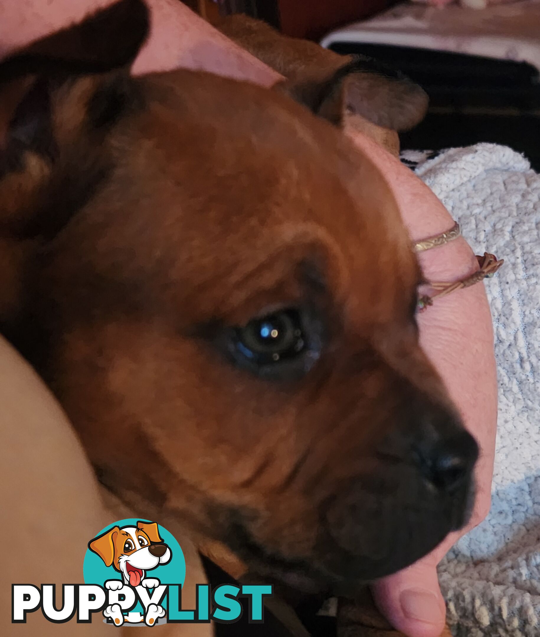 American staffy
