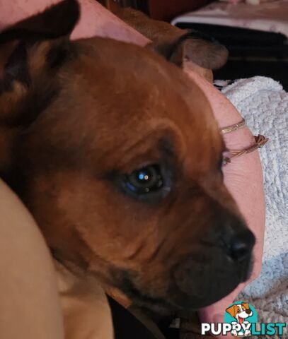 American staffy