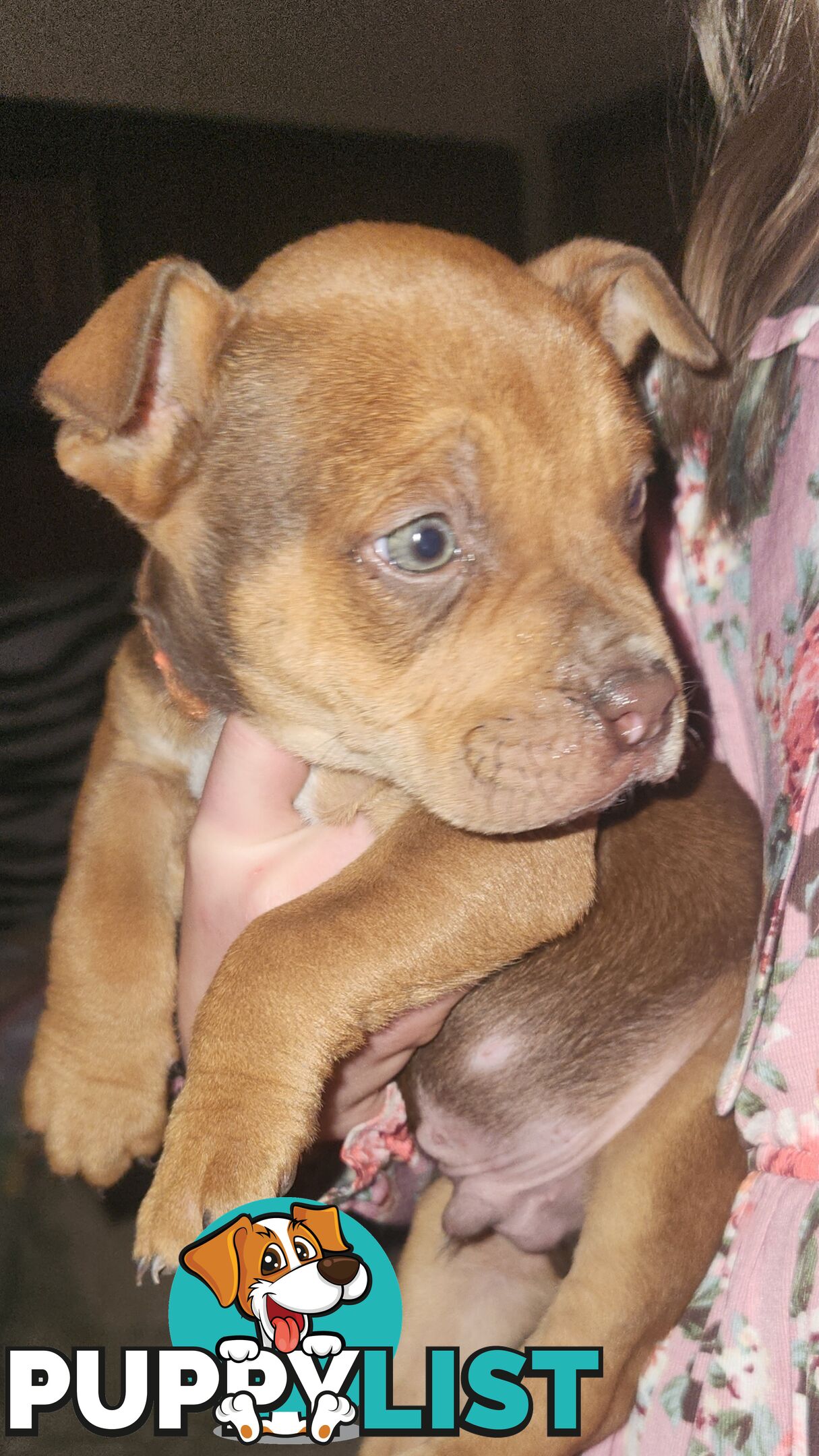 American staffy