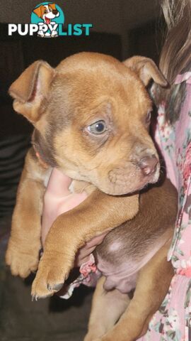 American staffy