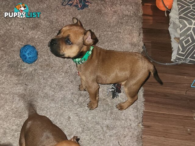 American staffy