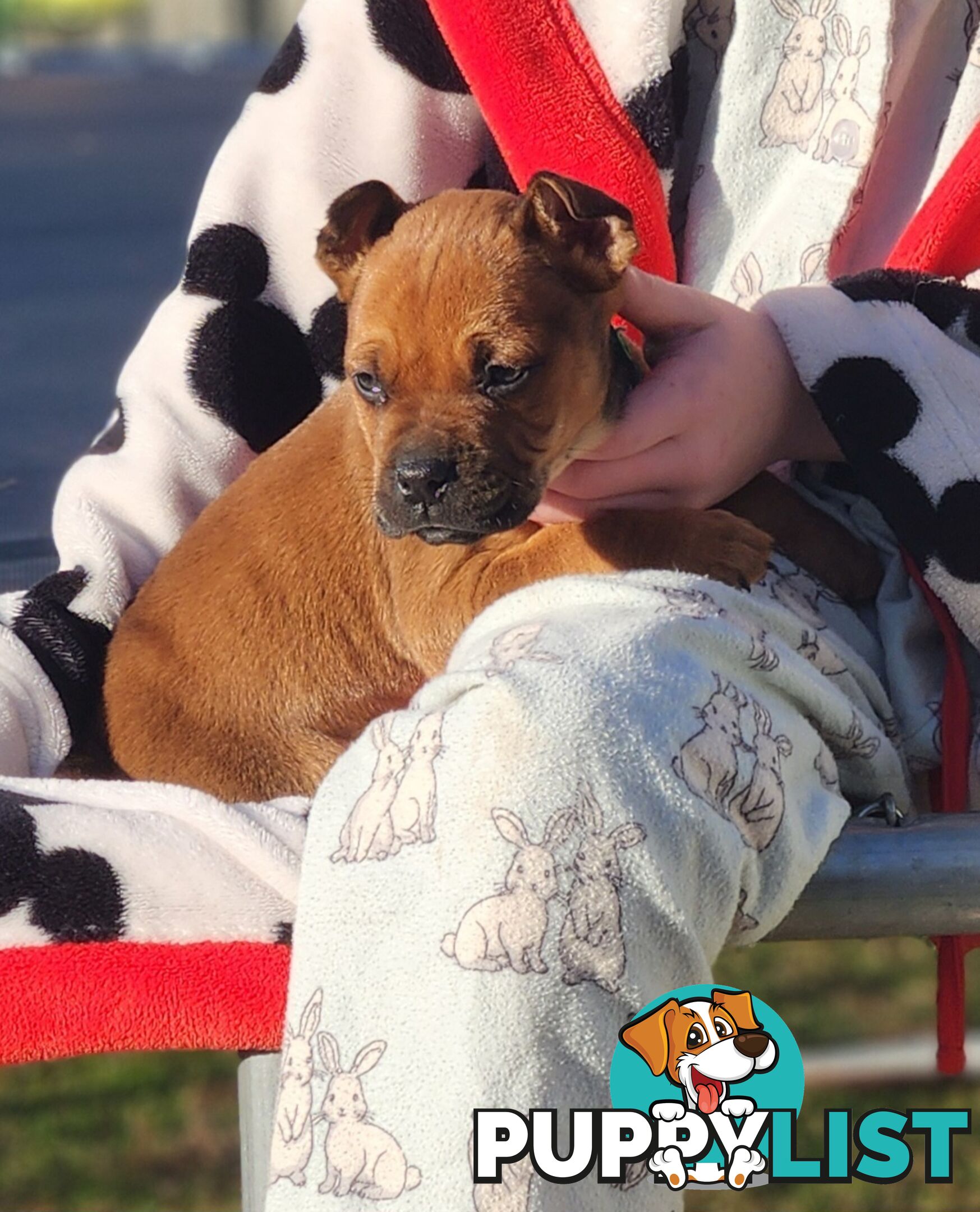 American staffy