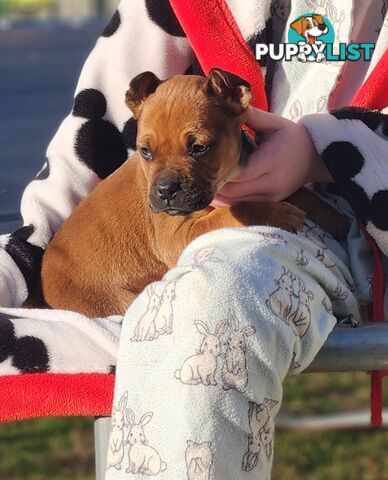 American staffy