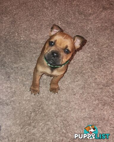 American staffy
