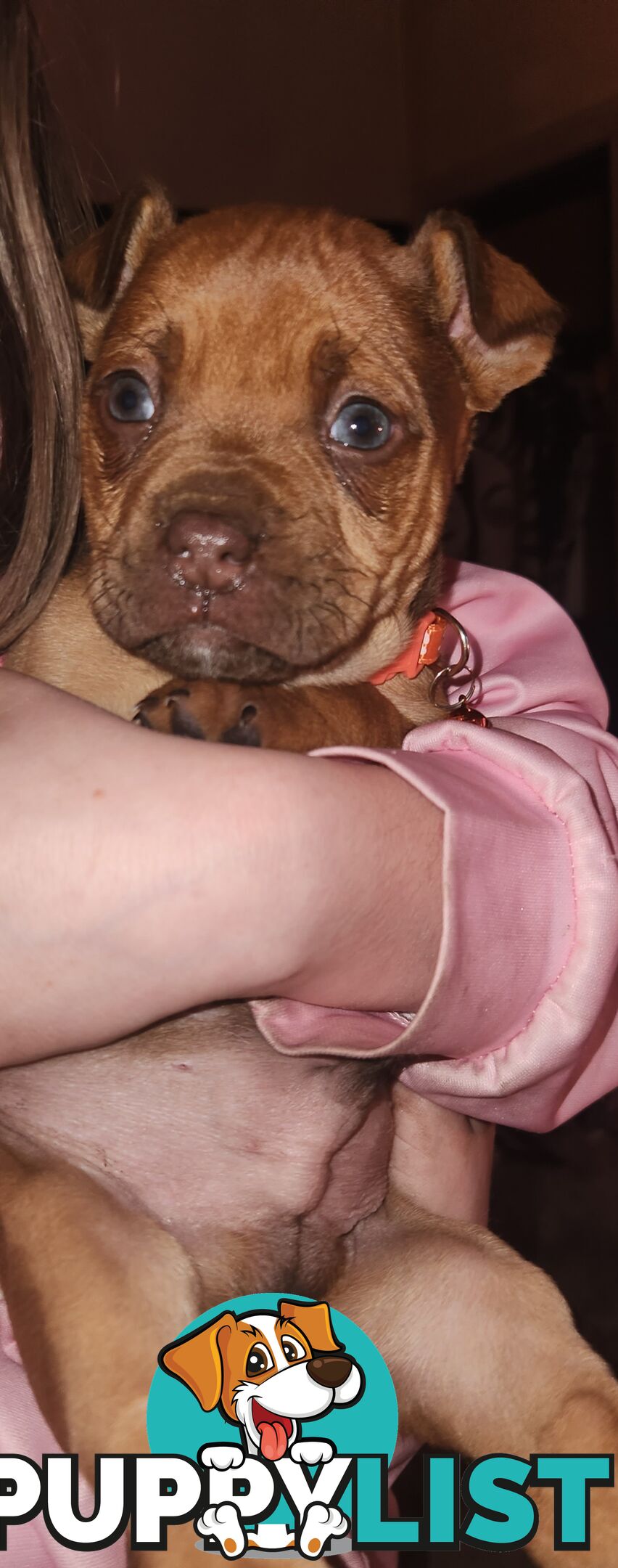 American staffy