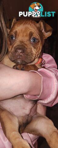American staffy