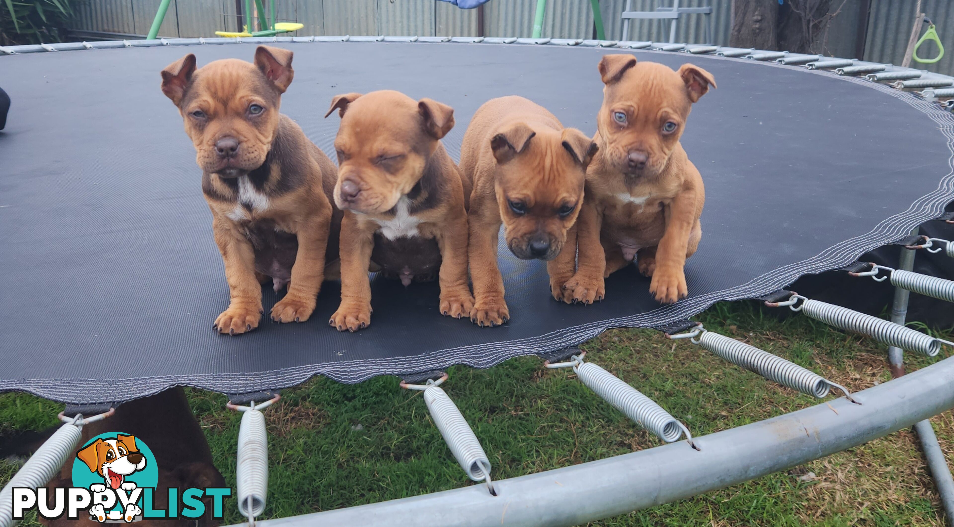 American staffy