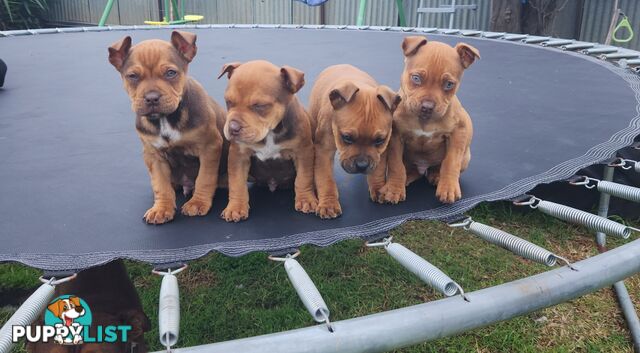 American staffy