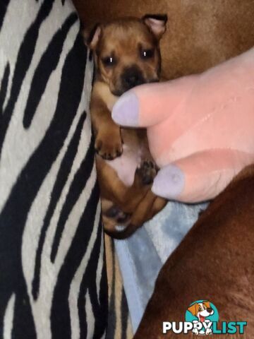 American staffy