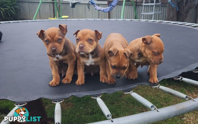 American staffy