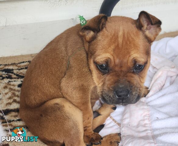 American staffy