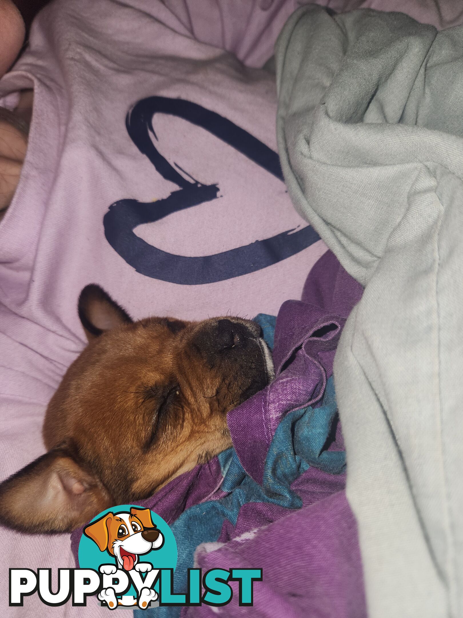 American staffy