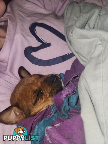 American staffy