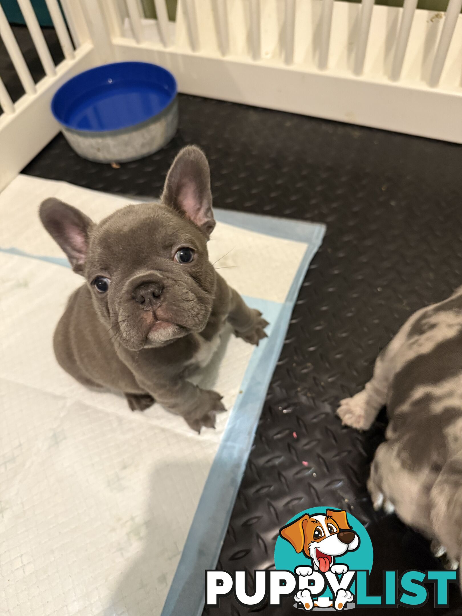 French bulldog