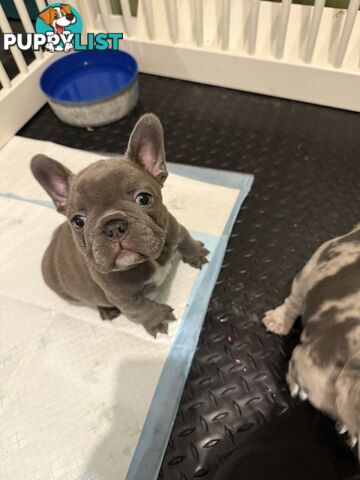 French bulldog