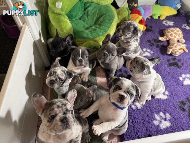 French bulldog