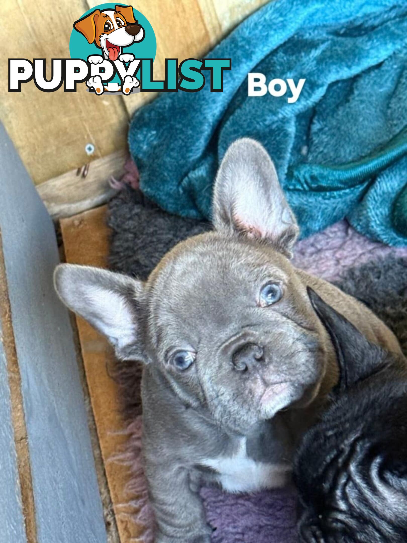 French bulldog