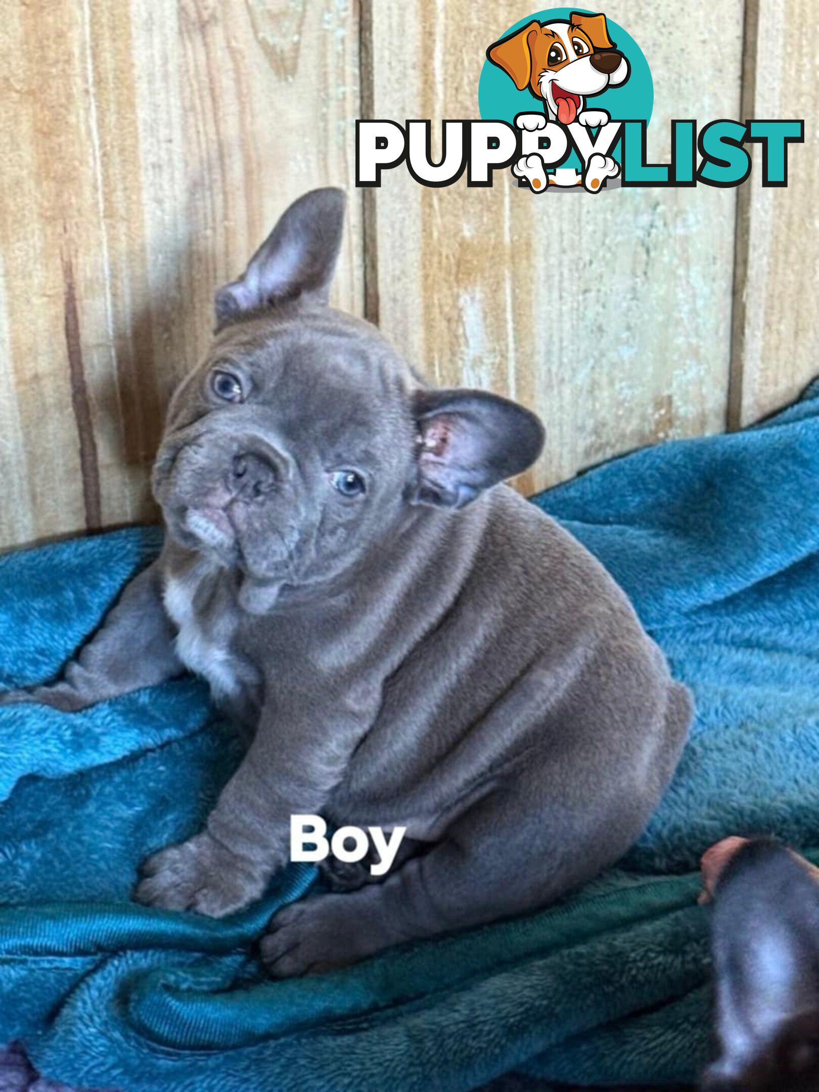 French bulldog