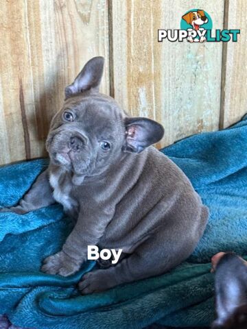 French bulldog