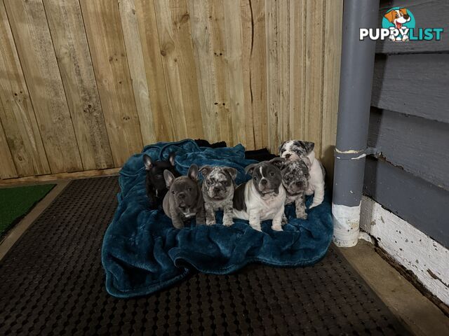 French bulldog