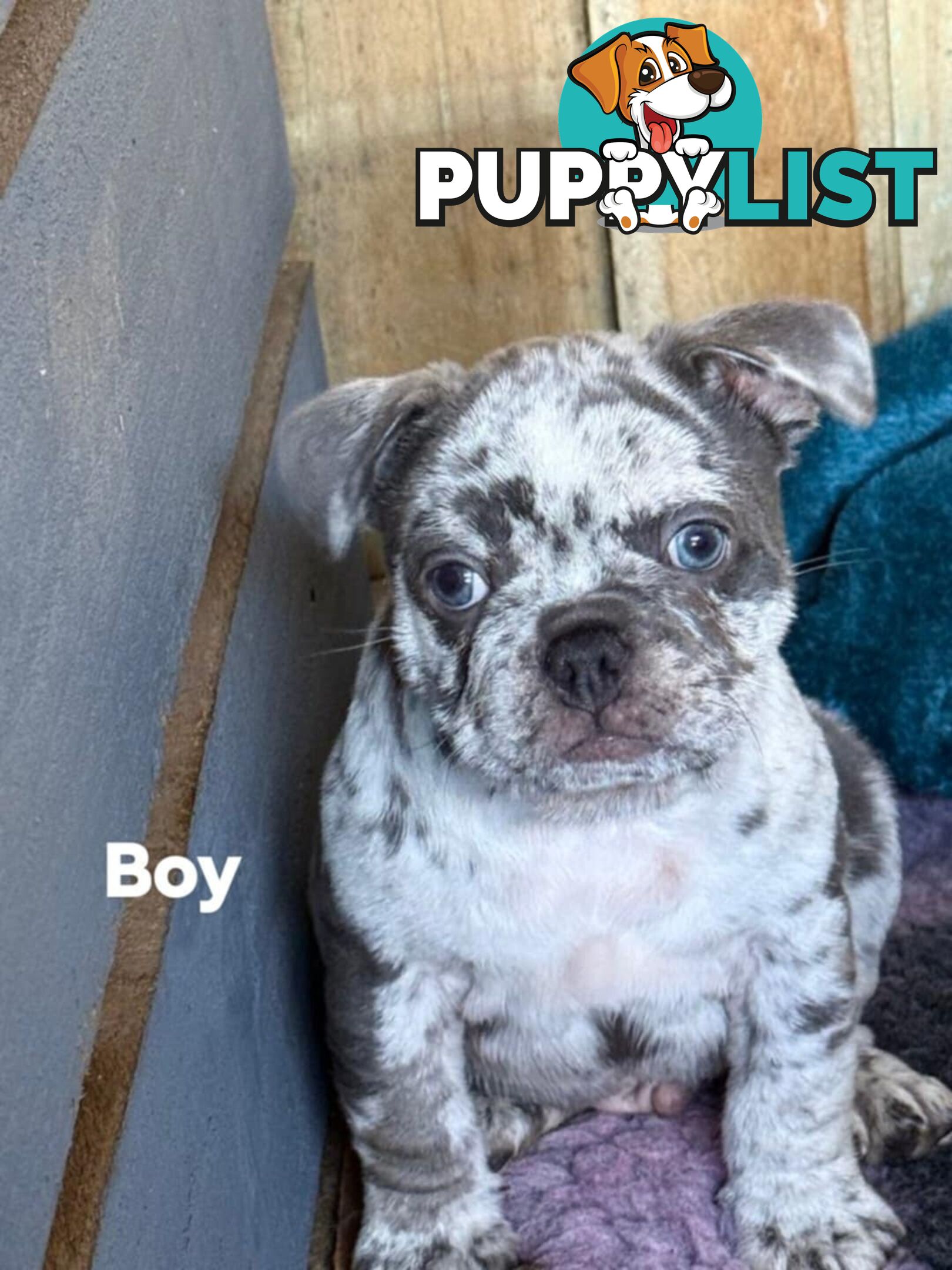 French bulldog