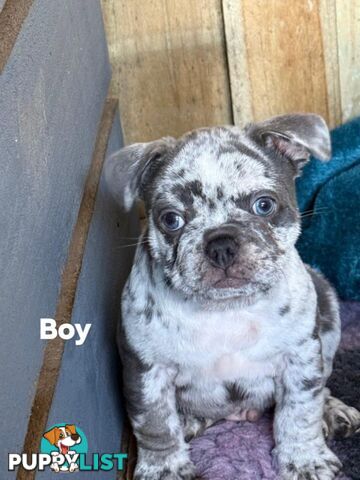 French bulldog