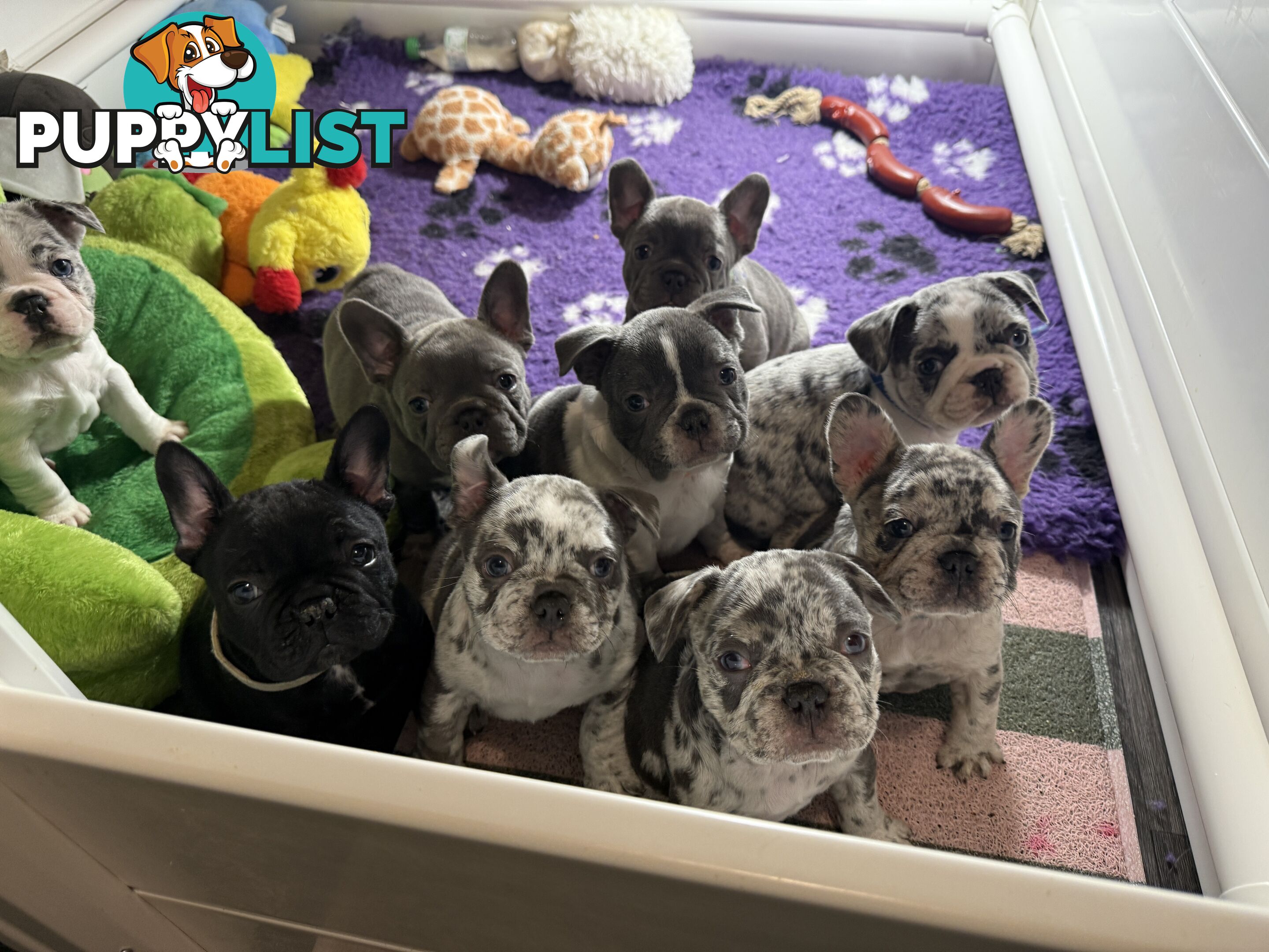 French bulldog