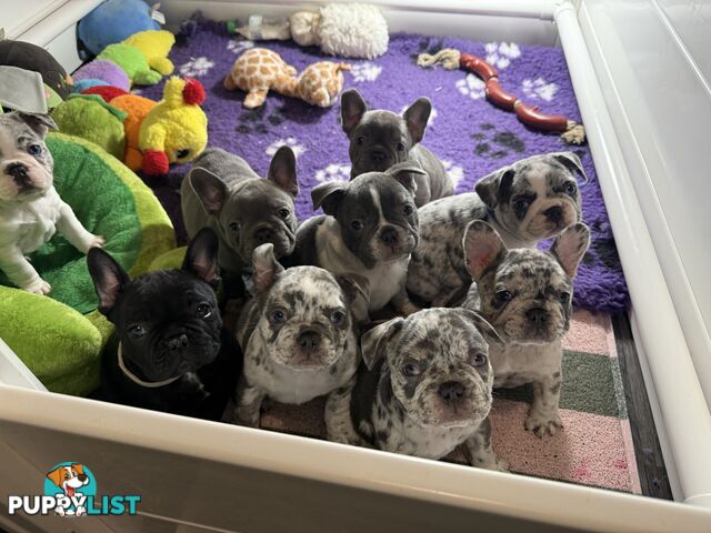 French bulldog