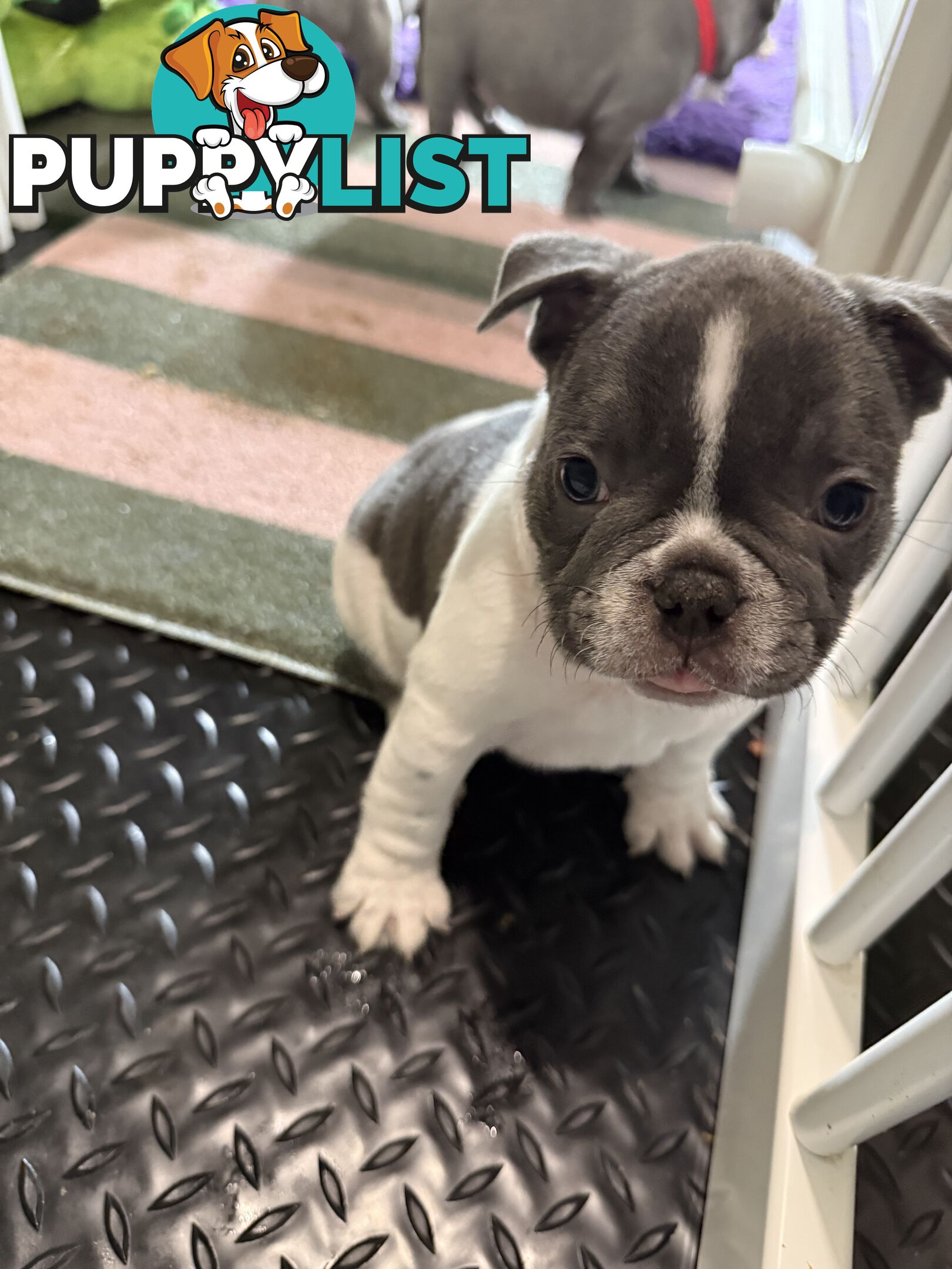 French bulldog