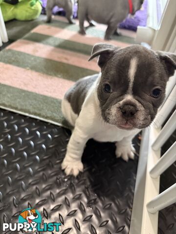French bulldog