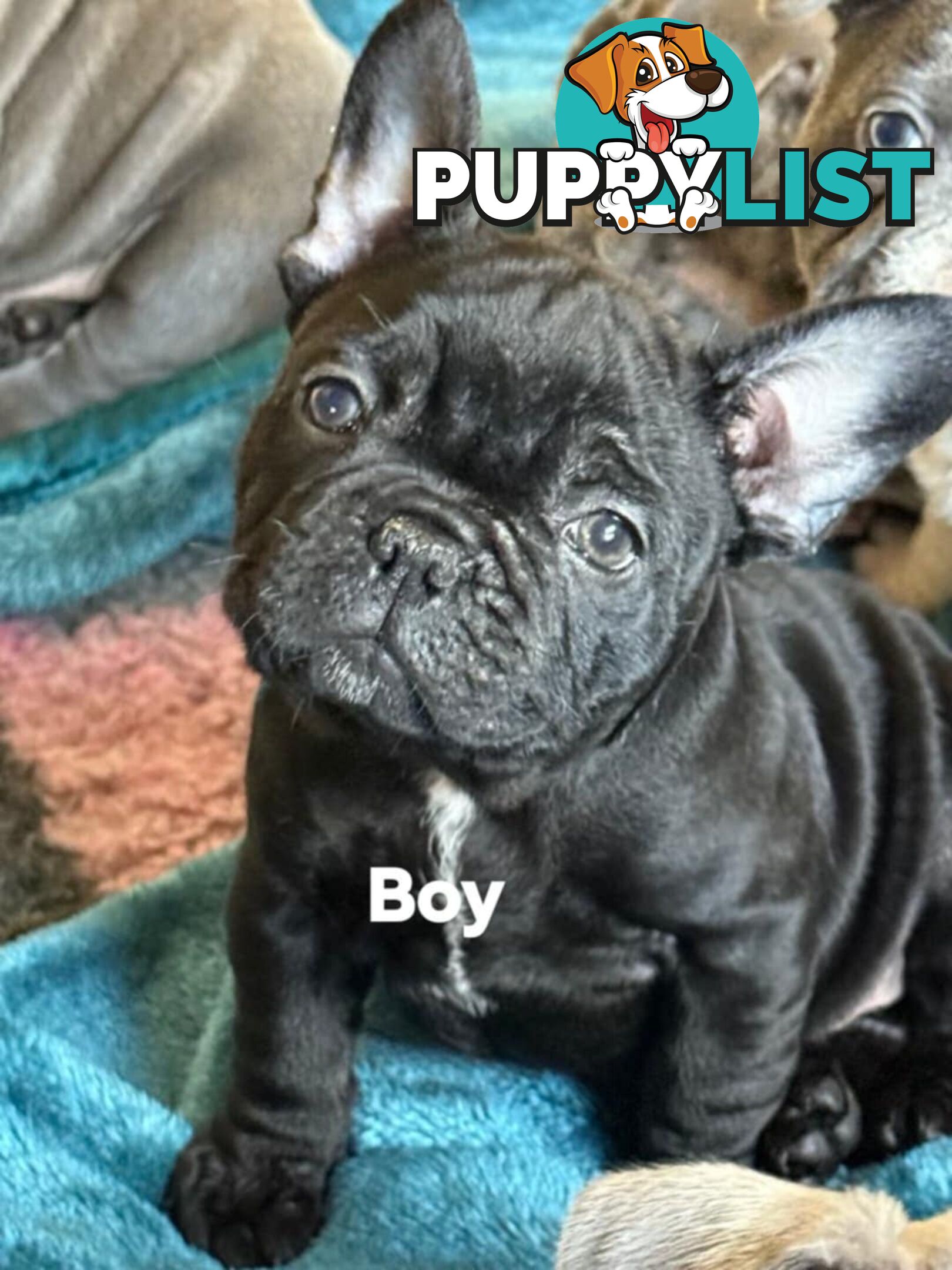 French bulldog