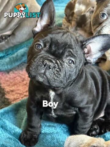 French bulldog
