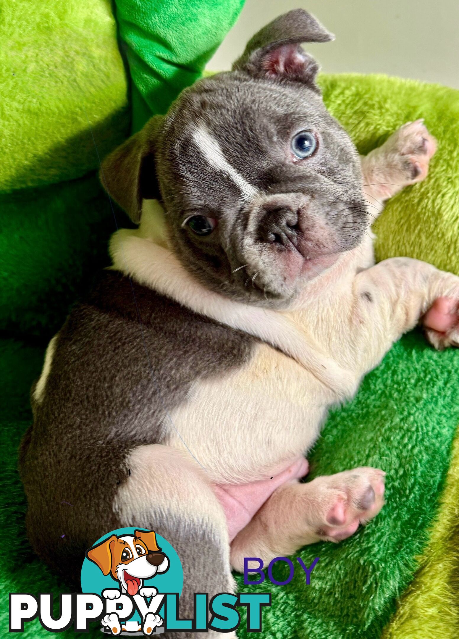French bulldog
