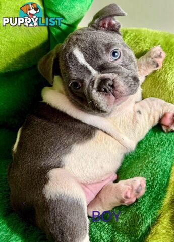 French bulldog