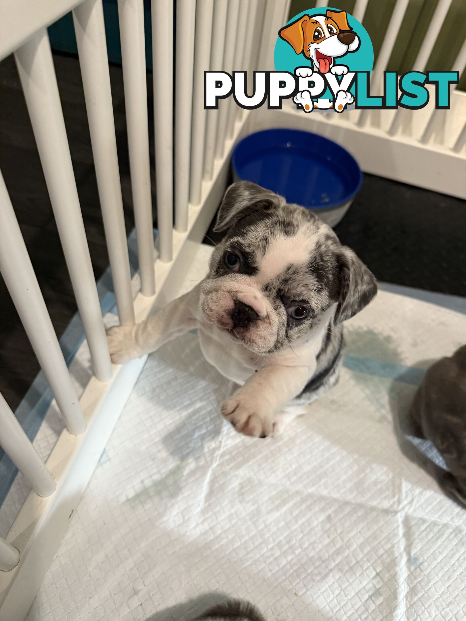 French bulldog