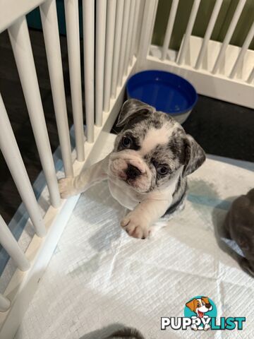 French bulldog