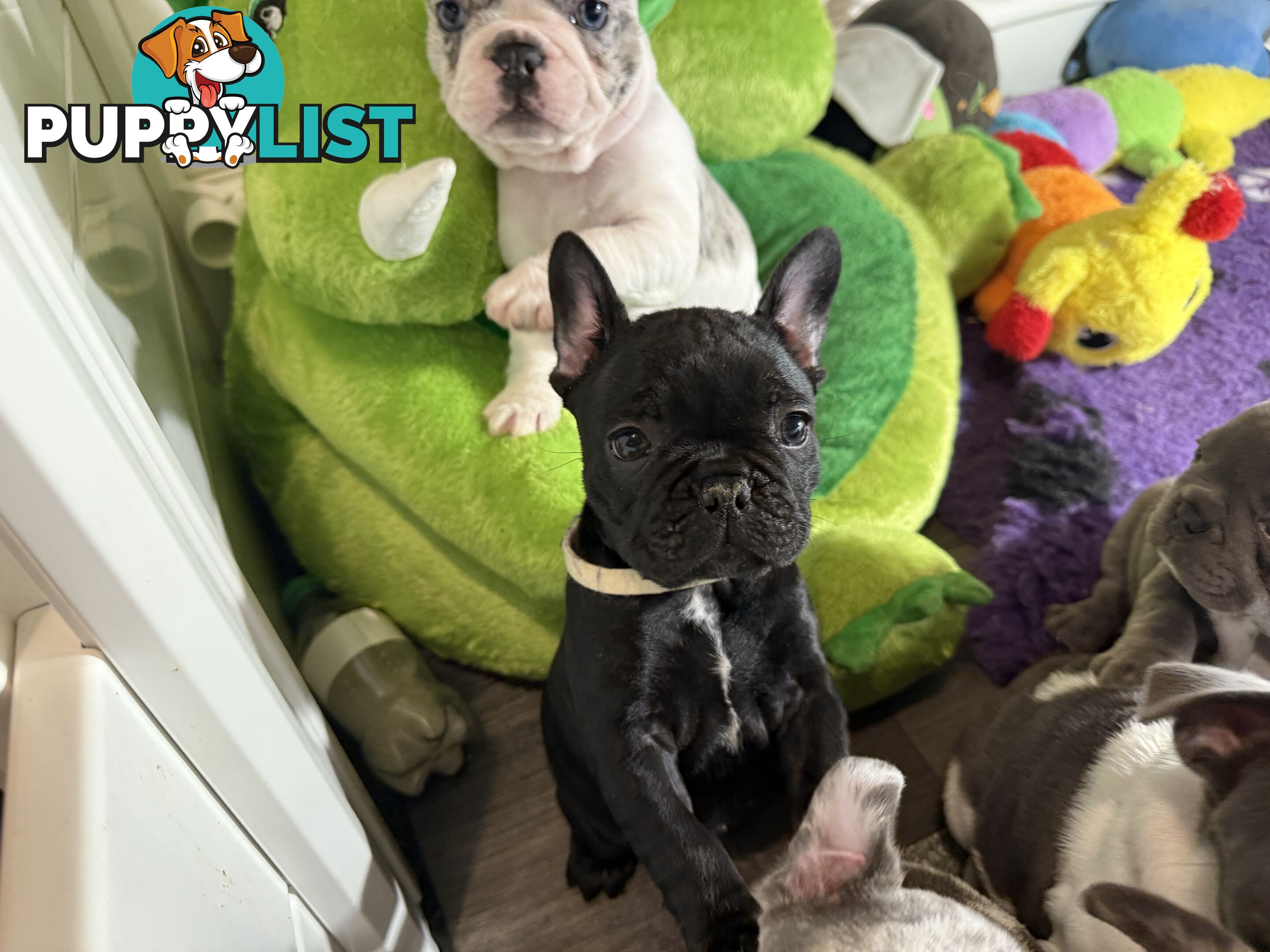 French bulldog