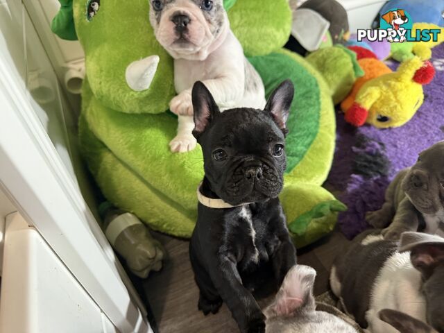 French bulldog