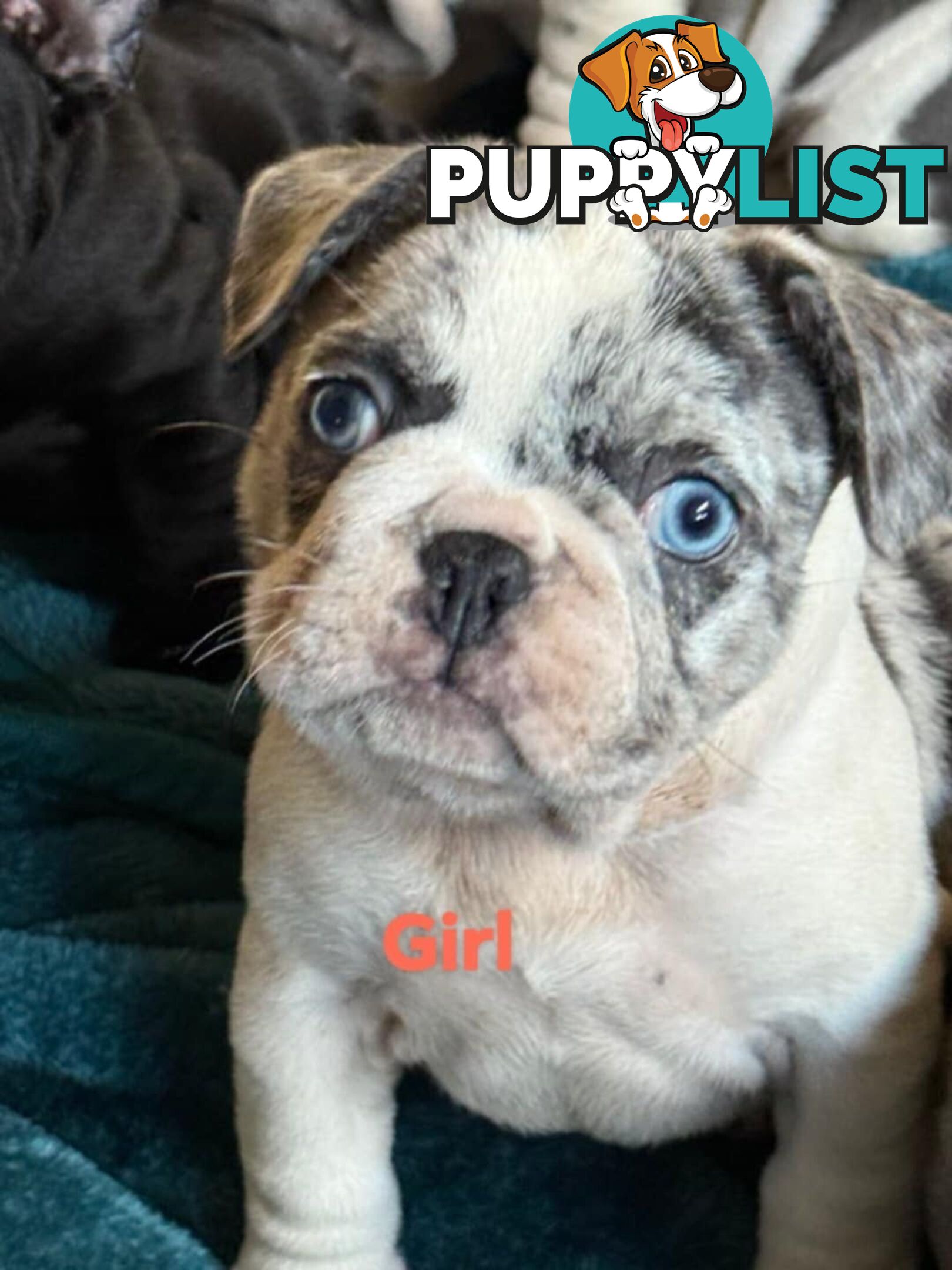 French bulldog