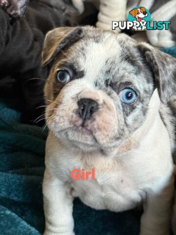 French bulldog